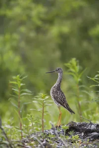 Greater Yellowlegs Standing Alert On Copper River Delta Near Cordova, Southcentral Alaska, Summer Greater Yellowlegs Standing Alert On Copper River Delta Near Cordova, Southcentral Alaska, Summer