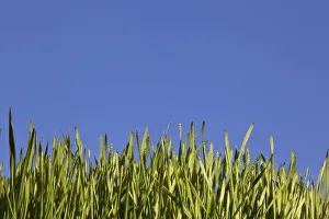 Green Grass Against A Blue Sky; Edmonton, Alberta, Canada Green Grass Against A Blue Sky; Edmonton, Alberta, Canada