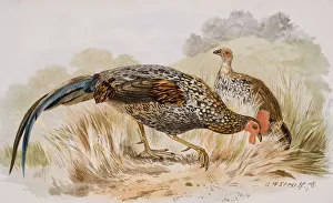 The Grey Jungle Fowl, Or Sonnerat's Junglefowl, Gallus Sonnerati The Grey Jungle Fowl, Or Sonnerat's Junglefowl, Gallus Sonnerati