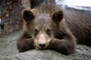 Grizzly Bear Cub Laying On Ground Alaska Wildlife Conservation Center Sc Alaska Summer Captive Grizzly Bear Cub Laying On Ground Alaska Wildlife Conservation Center Sc Alaska Summer Captive