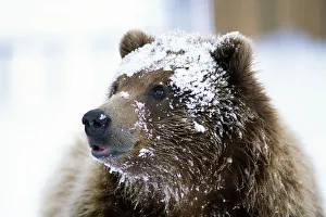 Grizzly Bear Standing With Face Covered In Snow At The Alaska Wildlife Conservation Center In Alaska During Spring Grizzly Bear Standing With Face Covered In Snow At The Alaska Wildlife Conservation Center In Alaska During Spring