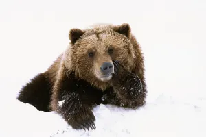 Grizzly Resting Head On Paw While Laying In Snow At The Alaska Wildlife Conservation Center In Alaska During Spring Grizzly Resting Head On Paw While Laying In Snow At The Alaska Wildlife Conservation Center In Alaska During Spring