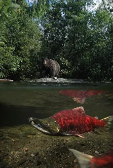 Grizzly Watches Salmon From Riverbank Digital Composite Grizzly Watches Salmon From Riverbank Digital Composite