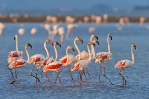 Group of Greater Flamingos (Phoenicopterus roseus) Wading in Water, Saintes-Maries-de-la-Mer Group of Greater Flamingos (Phoenicopterus roseus) Wading in Water, Saintes-Maries-de-la-Mer
