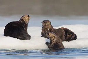 Group Of Sea Otters Hauled Out On Iceberg, Prince William Sound, Alaska, Southcentral, Summer Group Of Sea Otters Hauled Out On Iceberg, Prince William Sound, Alaska, Southcentral, Summer