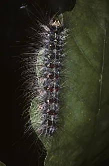 A Gypsy Moth Caterpillar Eats An Oak Leaf; Luray, Virginia, United States Of America A Gypsy Moth Caterpillar Eats An Oak Leaf; Luray, Virginia, United States Of America
