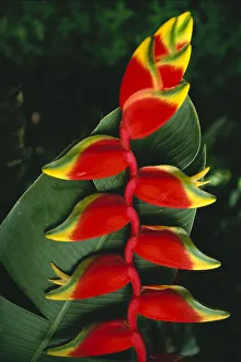 Detail Of Hanging Heliconia Against Leaf, Bright Contrasting Colors Detail Of Hanging Heliconia Against Leaf, Bright Contrasting Colors
