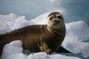 Harbor Seal Pup On Ice Pack Tracy Arm Se Alaska Summer Fords-Terror Wilderness Area Harbor Seal Pup On Ice Pack Tracy Arm Se Alaska Summer Fords-Terror Wilderness Area