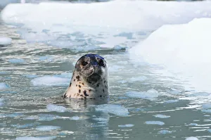 Harbor Seal Swims In An Ice Floe At Yale Glacier In Prince William Sound, Southcentral Alaska, Summer Harbor Seal Swims In An Ice Floe At Yale Glacier In Prince William Sound, Southcentral Alaska, Summer