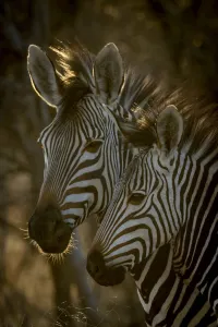 Hartmann's mountain zebra and foal standing in the shade, Gabus Game Ranch, Otjozondjupa, Namibia Hartmann's mountain zebra and foal standing in the shade, Gabus Game Ranch, Otjozondjupa, Namibia