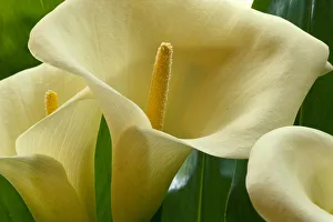 Hawaii, Big Island, Volcano, Calla Lilies, Close-Up B1587 Hawaii, Big Island, Volcano, Calla Lilies, Close-Up B1587