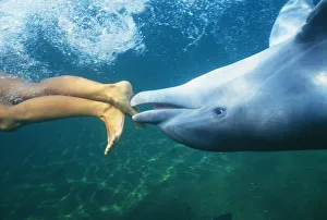 Hawaii, Bottlenose Dolphin (Tursiops Truncatus) Swimming Upside-Down With Person, Only Feet Showing, Underwater View Hawaii, Bottlenose Dolphin (Tursiops Truncatus) Swimming Upside-Down With Person, Only Feet Showing, Underwater View
