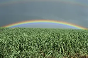 Hawaii, Brilliant Rainbow Over Fields Of Sugarcane, Misty Skies In Background C1716 Hawaii, Brilliant Rainbow Over Fields Of Sugarcane, Misty Skies In Background C1716
