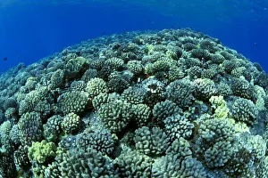Hawaii, Cauliflower Coral (Pocillopora Meandrina) With Surface Reflections C1939 Hawaii, Cauliflower Coral (Pocillopora Meandrina) With Surface Reflections C1939