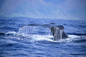 Hawaii, Close-Up Of Humpback Whale, Fluke (Megaptera Novaeangliae) A94H Hawaii, Close-Up Of Humpback Whale, Fluke (Megaptera Novaeangliae) A94H