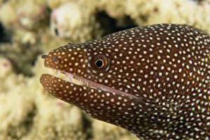 Hawaii, Very Close-Up Image Of The Side Of A Whitemouth Moral Eel's Mouth (Gymnothorax Meleagris) Hawaii, Very Close-Up Image Of The Side Of A Whitemouth Moral Eel's Mouth (Gymnothorax Meleagris)