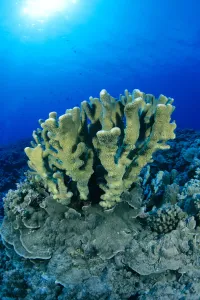 Hawaii, Close-Up Of Single Group Of Antler Coral Growing On Reef, Blue Water (Pocillopora Eydouxi) Hawaii, Close-Up Of Single Group Of Antler Coral Growing On Reef, Blue Water (Pocillopora Eydouxi)