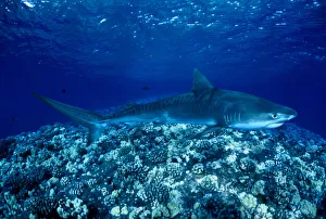 Hawaii, Close-Up Of Tiger Shark (Galeocerdo Cuvier) Shallow Reef Hawaii, Close-Up Of Tiger Shark (Galeocerdo Cuvier) Shallow Reef