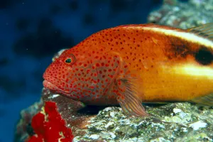 Hawaii, Close-Up Side View Of Blackside Hawkfish, Resting On Reef (Paracirrhites Forsteri) Hawaii, Close-Up Side View Of Blackside Hawkfish, Resting On Reef (Paracirrhites Forsteri)