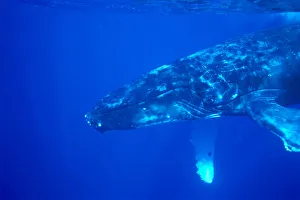 Hawaii, Close-Up Side View Of Humpback Whale (Megaptera Novaeangliae) Underwater Hawaii, Close-Up Side View Of Humpback Whale (Megaptera Novaeangliae) Underwater