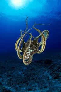 Hawaii, Day Octopus (Octopus Cyanea) Sunburst, B1930 Hawaii, Day Octopus (Octopus Cyanea) Sunburst, B1930