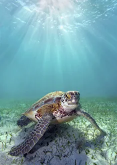 Hawaii, Green Sea Turtle (Chelonia Mydas) An Endangered Species Hawaii, Green Sea Turtle (Chelonia Mydas) An Endangered Species