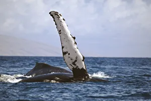 Hawaii, Humpback whale (Megaptera novaeangilae) raises its pectoral fin above the surface Hawaii, Humpback whale (Megaptera novaeangilae) raises its pectoral fin above the surface