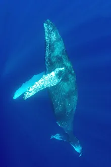 Hawaii, Humpback Whale (Megaptera Novaeangliae) Swimming In Deep Blue Ocean Hawaii, Humpback Whale (Megaptera Novaeangliae) Swimming In Deep Blue Ocean