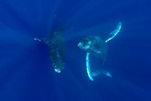 Images Dated 1st October 2004: Hawaii, Two Humpback Whales (Megaptera Novaeangliae) Swimming In Deep Blue Ocean