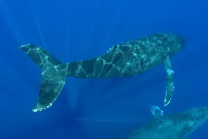 Hawaii, Two Humpback Whales (Megaptera Novaeangliae) Swimming In Deep Blue Ocean Hawaii, Two Humpback Whales (Megaptera Novaeangliae) Swimming In Deep Blue Ocean