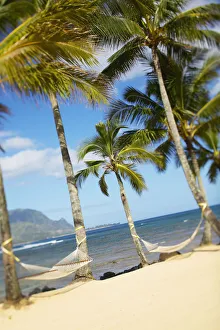 Hawaii, Kauai, Hanalei Bay Princeville, Two Hammocks Hang Between Palm Trees On Sandy Tropical Beach Hawaii, Kauai, Hanalei Bay Princeville, Two Hammocks Hang Between Palm Trees On Sandy Tropical Beach