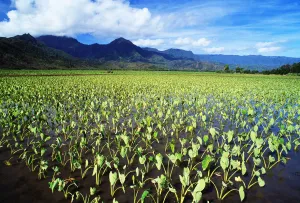 Hawaii, Kauai, Hanalei Valley, Wet Taro Farm, Scenic Mountains And Blue Sky Hawaii, Kauai, Hanalei Valley, Wet Taro Farm, Scenic Mountains And Blue Sky