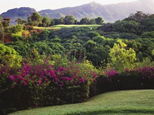 Hawaii, Kauai, Lihue, Kauai Lagoons Golf Course, Kiele Course, Flowers And Vegetation Hawaii, Kauai, Lihue, Kauai Lagoons Golf Course, Kiele Course, Flowers And Vegetation
