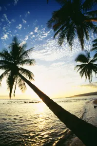 Hawaii, Kauai, Waimea, Tall Palm Over Ocean At Sunset, Bright Golden Reflections Hawaii, Kauai, Waimea, Tall Palm Over Ocean At Sunset, Bright Golden Reflections