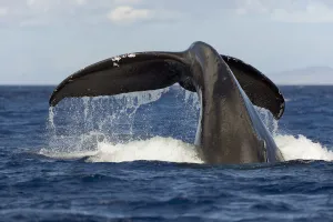 Hawaii, Lanai, Tail of a humpback whale (Megaptera novaeangliae) Hawaii, Lanai, Tail of a humpback whale (Megaptera novaeangliae)