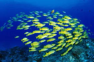 Hawaii, Large School Of Blue Stripe Snappers (Lutjanus Kasmira) Over Reef Hawaii, Large School Of Blue Stripe Snappers (Lutjanus Kasmira) Over Reef