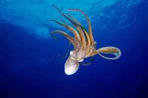 Hawaii, Full Length View Day Octopus Floating Down From Surface (Octopus Cyanea) Hawaii, Full Length View Day Octopus Floating Down From Surface (Octopus Cyanea)