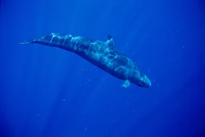 Hawaii, Full Length Side View False Killer Whale With Surface Reflections, Sunrays Hawaii, Full Length Side View False Killer Whale With Surface Reflections, Sunrays