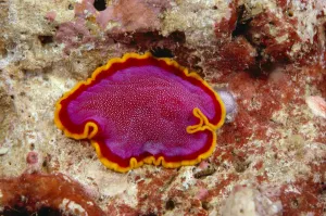 Hawaii, Maui, Close-Up Of Flatworm (Pseudoceros Kentii) Top View Hawaii, Maui, Close-Up Of Flatworm (Pseudoceros Kentii) Top View