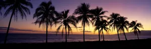 Hawaii, Maui, Dramatic Sunset Silhouette Palm Trees Lined Along Beach, Panoramic B1538 Hawaii, Maui, Dramatic Sunset Silhouette Palm Trees Lined Along Beach, Panoramic B1538