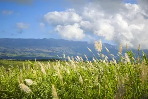 Hawaii, Maui, Haleakala in the distance, sugar cane field Hawaii, Maui, Haleakala in the distance, sugar cane field