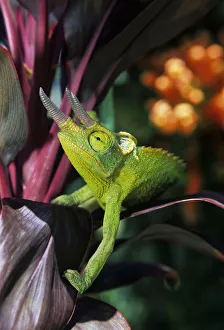 Hawaii, Maui, Jackson's Chameleon On Red Ti-Leaf Plant Hawaii, Maui, Jackson's Chameleon On Red Ti-Leaf Plant