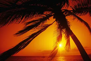 Hawaii, Maui, Kihei, Charley Young Beach, orange sunset thru palm silhouette Hawaii, Maui, Kihei, Charley Young Beach, orange sunset thru palm silhouette