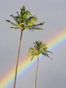 Hawaii, Maui, Rainbow Cuts Across Gray Sky Behind Two Palm Trees Hawaii, Maui, Rainbow Cuts Across Gray Sky Behind Two Palm Trees