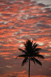 Hawaii, Maui, Silhouette Of A Palm Tree At Sunset Hawaii, Maui, Silhouette Of A Palm Tree At Sunset