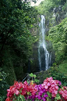 Hawaii, Maui, Wailua Waterfall And Rainforest, Bougainvillea In Foreground B1605 Hawaii, Maui, Wailua Waterfall And Rainforest, Bougainvillea In Foreground B1605