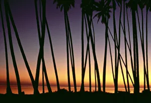 Hawaii, Molokai, Kapuaiwa Coconut Grove, Palm Tree Trunks Silhouetted At Sunset, Ocean Background Orange Yellow A29E Hawaii, Molokai, Kapuaiwa Coconut Grove, Palm Tree Trunks Silhouetted At Sunset, Ocean Background Orange Yellow A29E