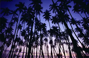 Hawaii, Molokai, Sunset Palms Tree Grove, Upward View Blue Golden Sky A29C Hawaii, Molokai, Sunset Palms Tree Grove, Upward View Blue Golden Sky A29C