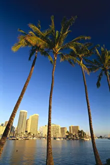 Hawaii, Oahu, Daytime View Of Waikiki Skyline And Harbor, Palm Trees In Foreground Hawaii, Oahu, Daytime View Of Waikiki Skyline And Harbor, Palm Trees In Foreground