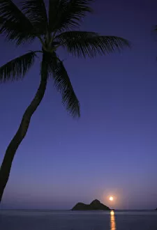 Images Dated 15th December 2005: Hawaii, Oahu, Lanikai, Full Moon Rising Over One Of The Mokulua Islands With A Palm Tree In The